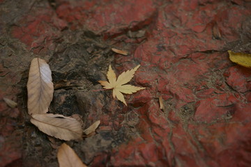 岩の上の落ち葉