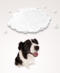 Cute border collie with empty cloud