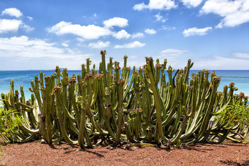 Cactus at seashore