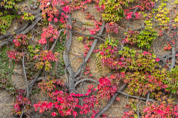 Green hedera helix or common english ivyin autumn colors