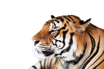 Tiger Isolated on white background