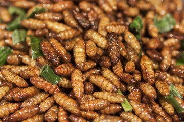 Bamboo Caterpillar fried