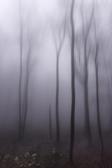 Forest in mist