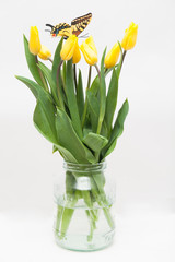 Yellow tulips