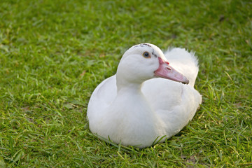 White Duck sitting on grass.