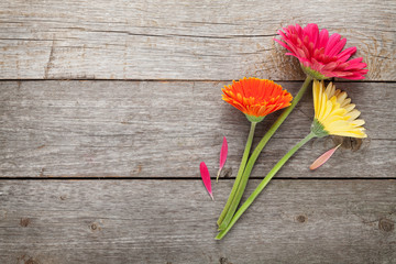 Fototapeta na wymiar Three colorful gerbera flowers