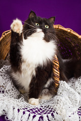 Black and white fluffy cat sitting near the basket. Purple