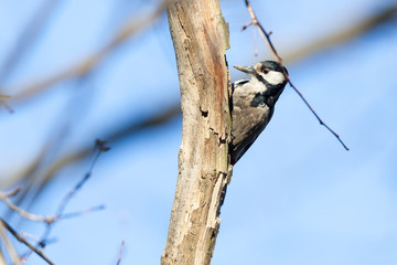 Dendrocopos major, Great spotted woodpecker.