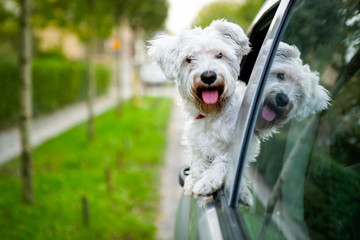 maltese puppy looking out the car window