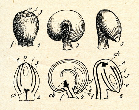 Ovules of seed plants
