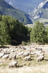 Saison Berger, Alpes de hautes Provence