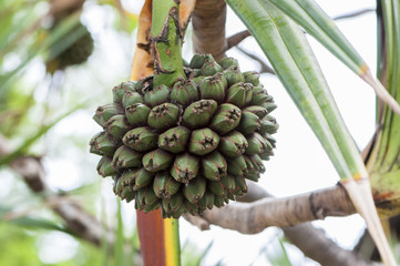 Flower turned into a fruit