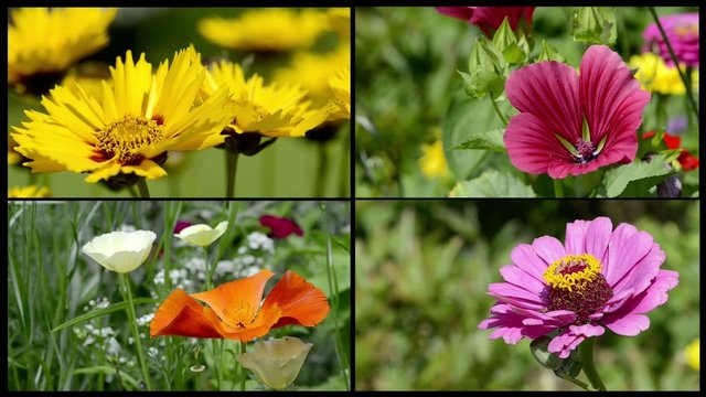Sommerblumen collage
