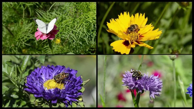 Flower with bee and butterfly