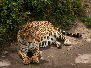 Snoozing Leopard