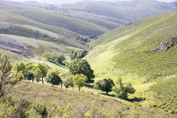 mountain landscape with green trees