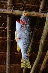 Fish-Lonorore-Vanuatu