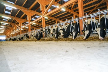 Moderner Rindviehstall, Rinder fressen Silage durch Fressgitter