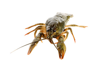 Crayfish.