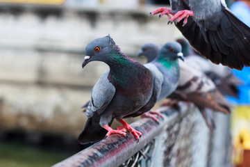 Pigeon perch on a  Rack