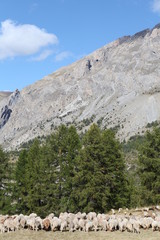 Saison Berger, Alpes de hautes Provence