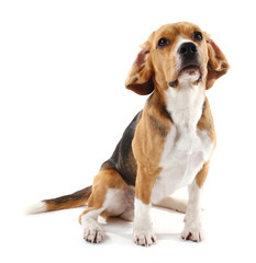 Beagle dog isolated on white