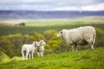 Fototapeta premium Family on the Meadow - Scottish Sheep and Two Lambs, Scotland