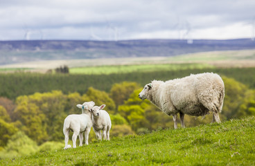 Obraz na płótnie Canvas Family on the Meadow - Scottish Sheep and Two Lambs, Scotland
