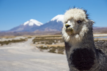 Alpaca in Lauca National Park