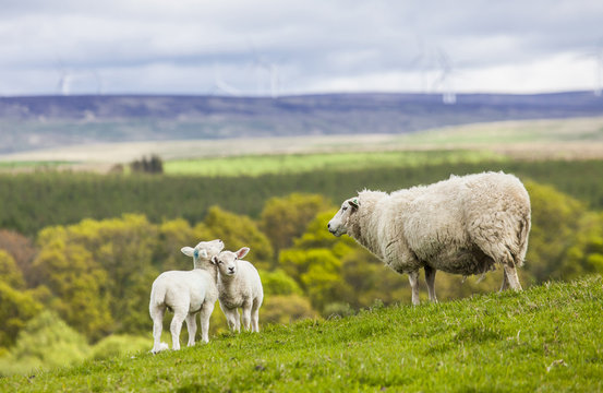 Family on the Meadow - Scottish Sheep and Two Lambs, Scotland