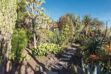 Cactuies. Botanical garden. Funchal, Madeira island, Portugal