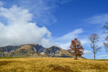 Fototapeta premium Late autumn mountaim meadow