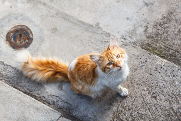 Portrait of a cat
