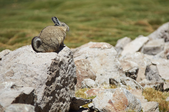 Mountain Viscacha (Lagidium viscasia)