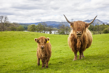 Family on the Meadow - Scottish Cattle and Calf, Scotland