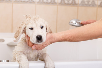 golden retriever puppy in shower