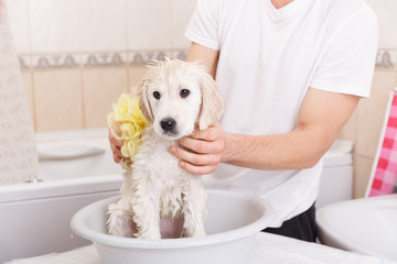 golden retriever puppy in shower