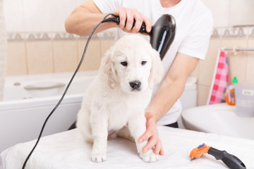 man grooming of his dog at home