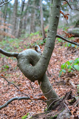 Bent tree