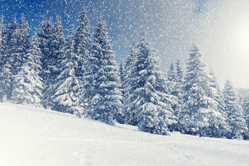 Amazing winter landscape