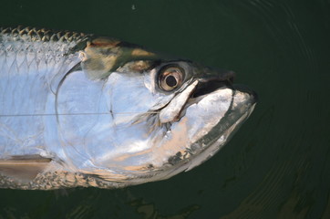 Angeln: Atlantischer Tarpon (Megalops atlanticus) in den Florida Keys