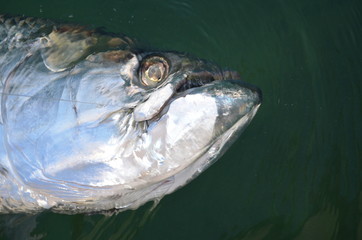 Angeln: Atlantischer Tarpon (Megalops atlanticus) in den Florida Keys