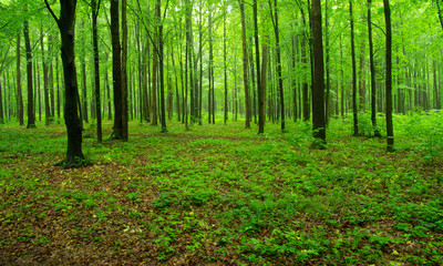 Fototapeta premium las