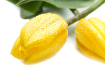 Fototapeta na wymiar Beautiful yellow tulips