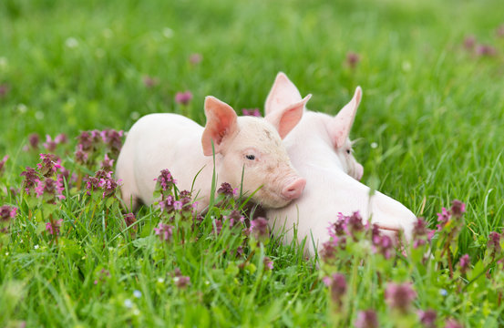 Piglets on grass