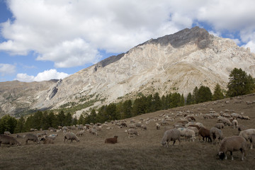 Saison Berger, Alpes de hautes Provence