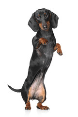 Miniature dachshund - 74695085