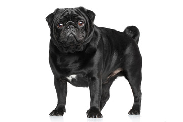 Black Pug on white