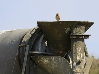 Burrowing Owl on a Cement Truck