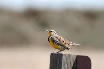 Western Meadowlark Perched on a Signpost